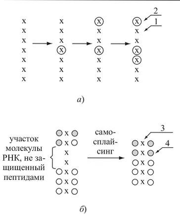 Предбиологического (хімічна) еволюція