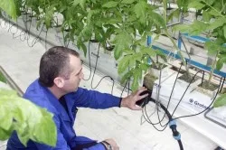 Природне землеробство вирощування томатів в гармонії з природою (вирощування) Природне землеробство вирощування томатів в гармонії з природою