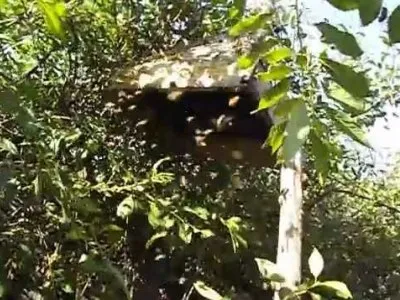 Прищепа для бджіл своїми руками фото (бджіл своїми руками) Прищепа для бджіл своїми руками фото