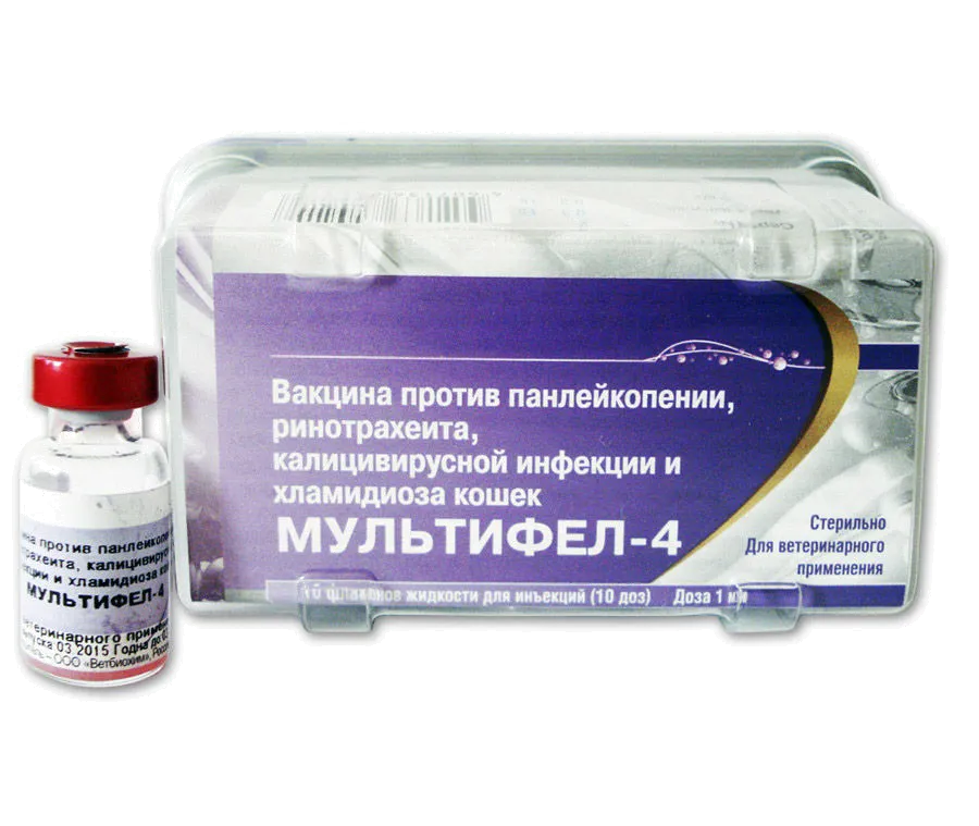 Щеплення або як проводити вакцинацію кошенят (вакцинацію) Щеплення або як проводити вакцинацію кошенят