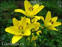 Розведення лілій
