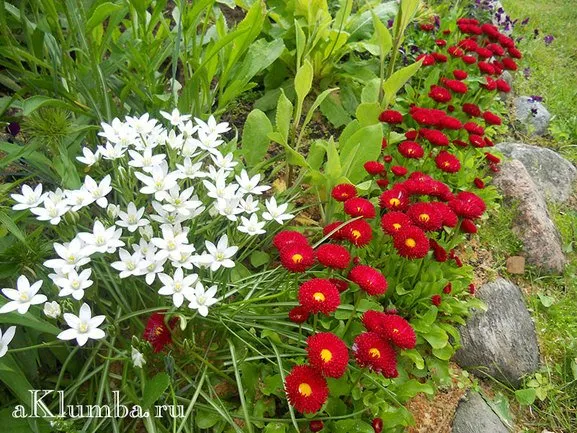 Рабатка своїми руками як зробити рабатку, види і фото (рабатка) Рабатка своїми руками як зробити рабатку, види і фото