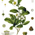Чай, моя улюблена флора