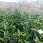 Чай, моя улюблена флора