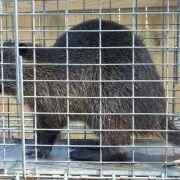 Чим і як годувати нутрій в домашніх умовах (домашніх) Чим і як годувати нутрій в домашніх умовах