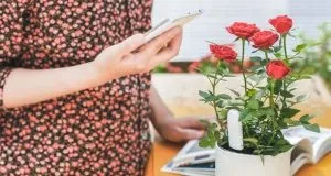 Чим підгодувати кімнатні квіти в домашніх умовах (кімнатні) Чим підгодувати кімнатні квіти в домашніх умовах