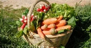 Чим підгодувати кімнатні квіти в домашніх умовах (квіти) Чим підгодувати кімнатні квіти в домашніх умовах
