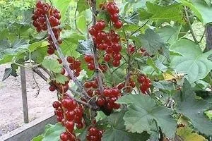 Чим підгодувати редиску після сходів магія рослин (редиску) Чим підгодувати редиску після сходів магія рослин