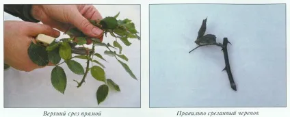 Чайна троянда посадка - догляд - сорти і розмноження, Архідея