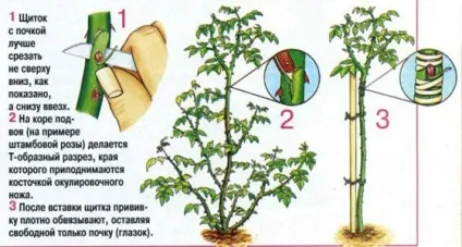 Чайна троянда посадка - догляд - сорти і розмноження, Архідея