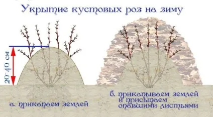 Чайна троянда посадка - догляд - сорти і розмноження, Архідея