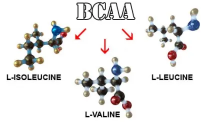 Чим відрізняються амінокислоти від bcaa що краще - амінокислоти або bcaa (краще) Чим відрізняються амінокислоти від bcaa що краще - амінокислоти або bcaa
