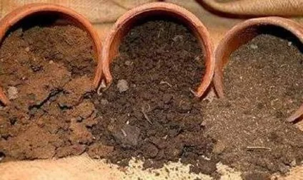 Чим підгодувати кімнатні квіти в домашніх умовах (квіти) Чим підгодувати кімнатні квіти в домашніх умовах