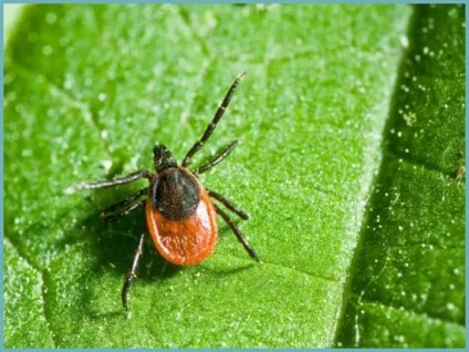 Чим обробити ділянку від кліщів своїми руками як позбутися від кліщів на дачній ділянці (кліщів) Чим обробити ділянку від кліщів своїми руками як позбутися від кліщів на дачній ділянці
