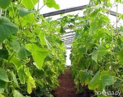 На що хворіють огірки