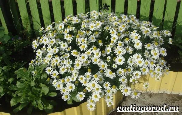 Ромашка садові квітка
