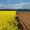 Руни та 9 світів - струни світу