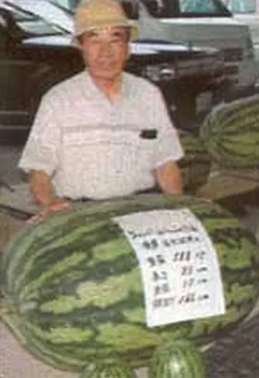 Найбільший кавун в світі, продукти харчування! (Великий) Найбільший кавун в світі, продукти харчування!
