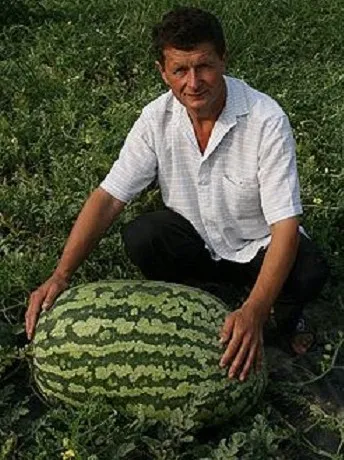 Найбільший кавун в світі, продукти харчування! (Великий) Найбільший кавун в світі, продукти харчування!