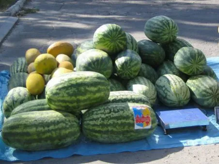 Найбільший кавун - голі факти (голі) Найбільший кавун - голі факти