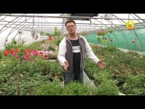 Роза, види, розмноження, вирощування, догляд, приклади ландшафтного дизайну, фото і відео (троянда) Роза, види, розмноження, вирощування, догляд, приклади ландшафтного дизайну, фото і відео