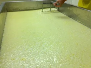 Сир грюйер (gruyere) і гармонія природи (природи) Сир грюйер (gruyere) і гармонія природи