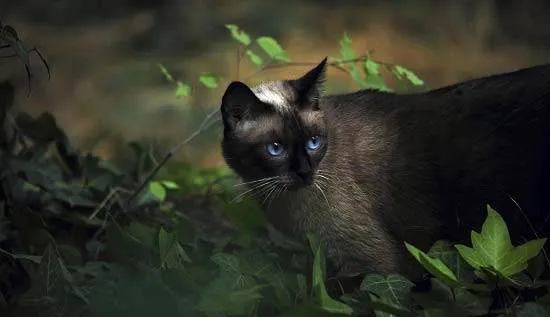 Сіамська кішка фото, опис породи, ціна, характер, розплідники - муркоте про кішок і котів - my life (кішка) Сіамська кішка фото, опис породи, ціна, характер, розплідники - муркоте про кішок і котів - my life