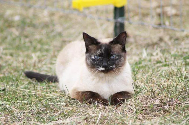 Сіамська кішка фото, опис породи, ціна, характер, розплідники - муркоте про кішок і котів - my life (сіамська) Сіамська кішка фото, опис породи, ціна, характер, розплідники - муркоте про кішок і котів - my life