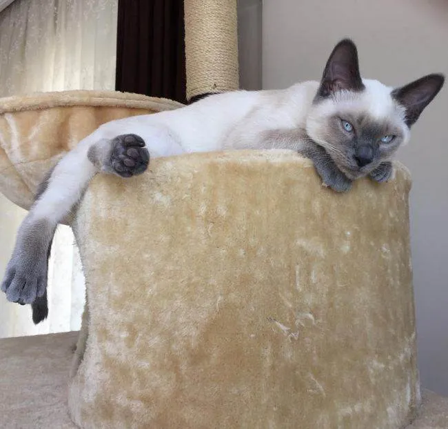 Сіамська кішка фото, опис породи, ціна, характер, розплідники - муркоте про кішок і котів - my life (породи) Сіамська кішка фото, опис породи, ціна, характер, розплідники - муркоте про кішок і котів - my life