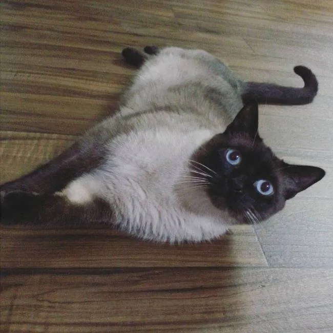 Сіамська кішка фото, опис породи, ціна, характер, розплідники - муркоте про кішок і котів - my life (опис) Сіамська кішка фото, опис породи, ціна, характер, розплідники - муркоте про кішок і котів - my life