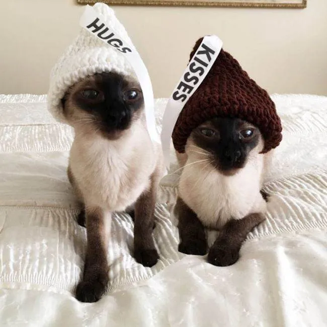 Сіамська кішка фото, опис породи, ціна, характер, розплідники - муркоте про кішок і котів - my life (фото) Сіамська кішка фото, опис породи, ціна, характер, розплідники - муркоте про кішок і котів - my life