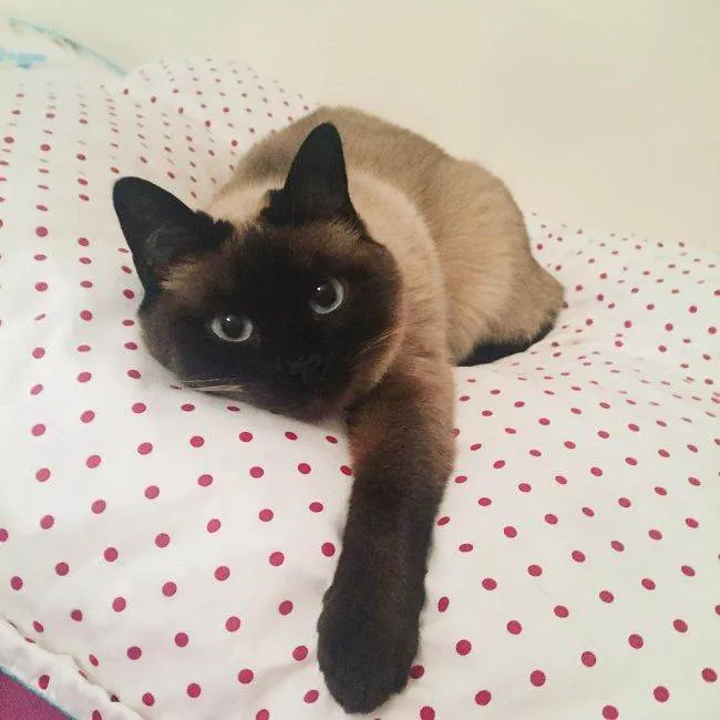Сіамська кішка фото, опис породи, ціна, характер, розплідники - муркоте про кішок і котів - my life (кішка) Сіамська кішка фото, опис породи, ціна, характер, розплідники - муркоте про кішок і котів - my life