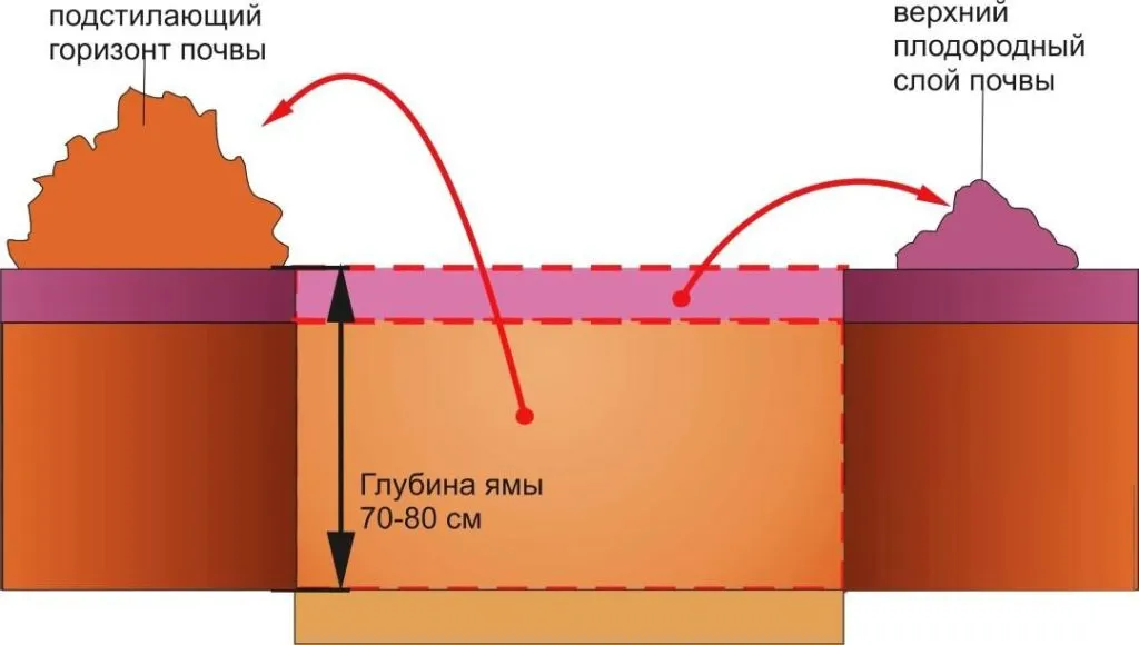 Слива Яхонтова опис і характеристика сорту, переваги і недоліки, особливості посадки і (сорти) Слива Яхонтова опис і характеристика сорту, переваги і недоліки, особливості посадки і