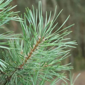 Соснові голки в народній медицині (голки народній медицині) Соснові голки в народній медицині