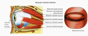 Стаття про анатомію м'язів очного яблука, функціях окорухових м'язів і про хвороби ока (м'яз очей очної нижній косий яблуко окоруховий) Стаття про анатомію м'язів очного яблука, функціях окорухових м'язів і про хвороби ока
