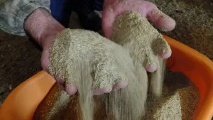 Стартовий комбікорм для бройлерів переваги (переваги) Стартовий комбікорм для бройлерів переваги