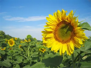 довідник рослин
