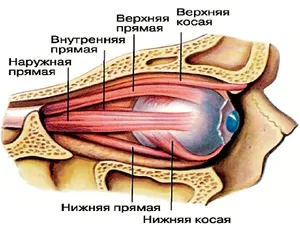 Стаття про анатомію м'язів очного яблука, функціях окорухових м'язів і про хвороби ока (очного) Стаття про анатомію м'язів очного яблука, функціях окорухових м'язів і про хвороби ока
