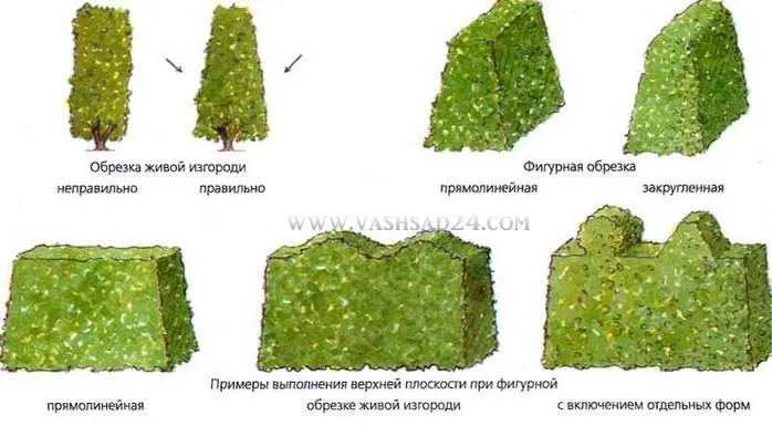 Стрижка рослин