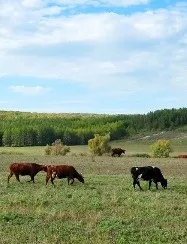 Свій бізнес в селі з чого почати (селі) Свій бізнес в селі з чого почати