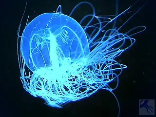 Сяючі морські організми