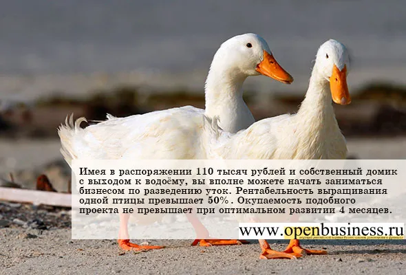 Свій бізнес з розведення качок (свій бізнес) Свій бізнес з розведення качок