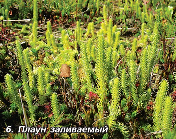 Там зацвів зелений плавун