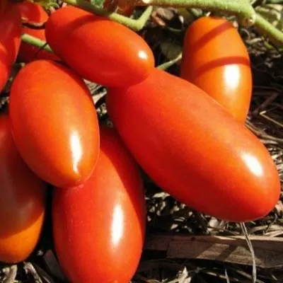 Томат гуллівер, опис, характеристика плода, особливості росту (характеристика) Томат гуллівер, опис, характеристика плода, особливості росту
