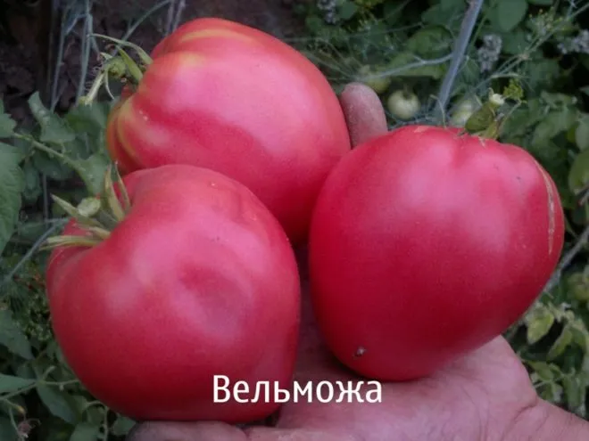Томат «вельможа» опис і характеристика, фото (характеристика) Томат «вельможа» опис і характеристика, фото