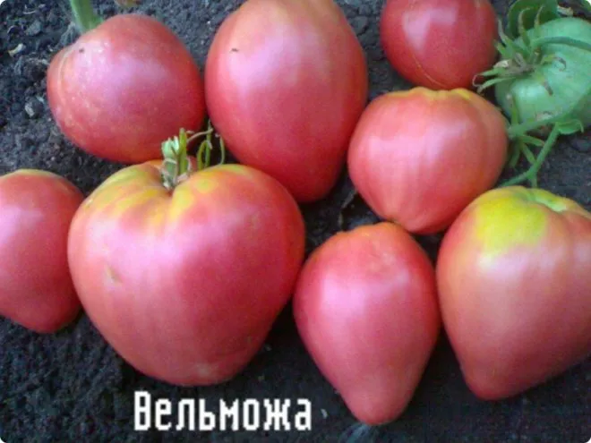 Томат «вельможа» опис і характеристика, фото (томат) Томат «вельможа» опис і характеристика, фото
