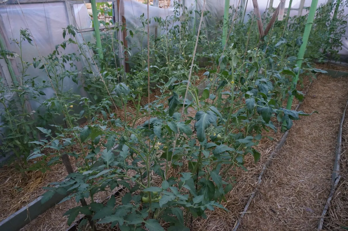 вдалий світ