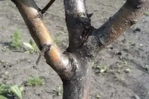Тріскається кора на груші, що робити магія рослин (груші) Тріскається кора на груші, що робити магія рослин