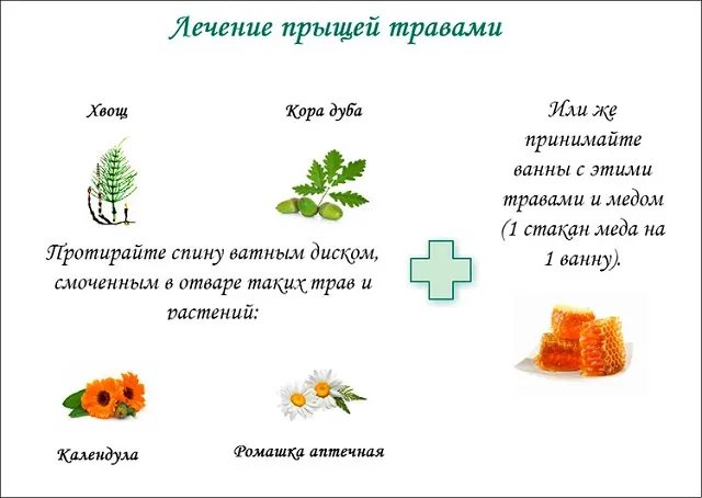 Трави для лікування прищів на обличчі (особі) Трави для лікування прищів на обличчі