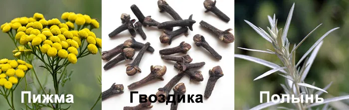 Тройчатка від паразитів - рецепт приготування і дози (рецепт) Тройчатка від паразитів - рецепт приготування і дози